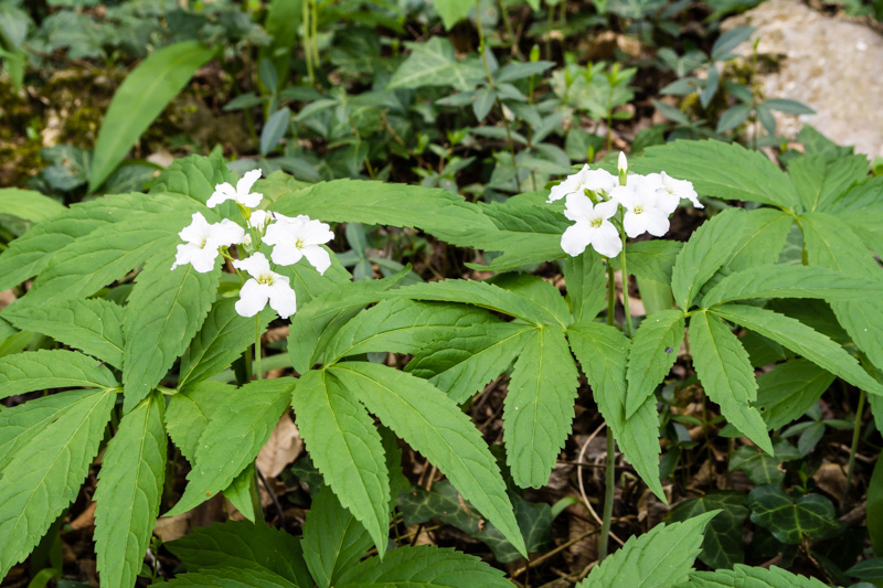 Cardemine heptaphylla?.....Cardamine heptaphylla